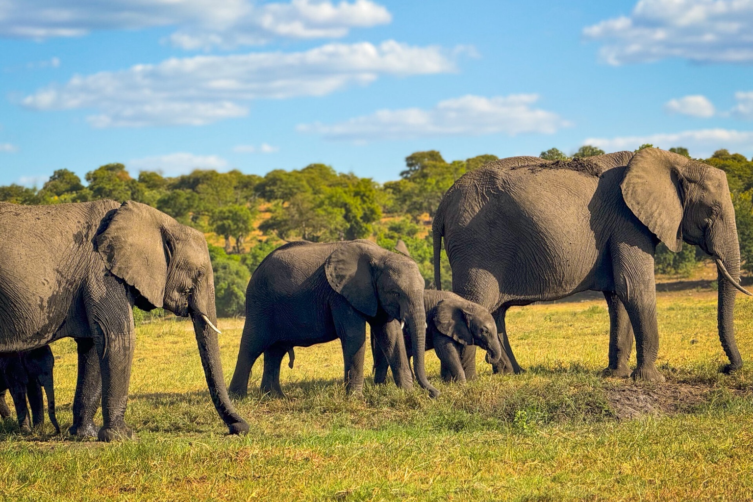 Elephant interaction